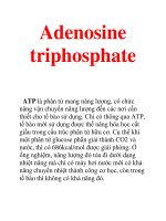 Tài liệu Adenosine triphosphate doc