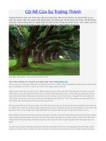 Cội Rễ Của Sự Trưởng Thành