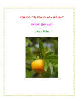 Tài liệu Chủ Đề: Cây lớn lên như thế nào? - Đề tài: Quả quýt - Lớp : Mầm docx