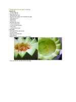 Trứng xanh rờn nở ngũ vị hương 