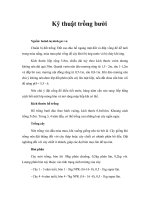 Tài liệu Kỹ thuật trồng bưởi pptx