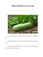 Tài liệu Bệnh thối đốt ở cây bí xanh docx