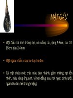 Tài liệu Động vật làm thuốc_Phần 15 doc