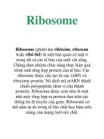 Tài liệu Ribosome pptx