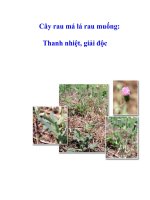 Tài liệu Cây rau má lá rau muống: Thanh nhiệt, giải độc doc