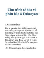 Tài liệu Chu trình tế bào và phân bào ở Eukaryote docx