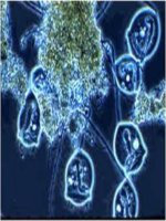 Tài liệu Khả năng sinh trưởng và phát triển của vi sinh vật ppt