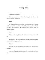 Tài liệu Trồng mận ppt