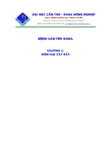 Tài liệu Chương 2: Bệnh hại cây bắp ppt