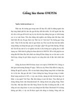 Tài liệu Giống lúa thơm OM3536 pdf