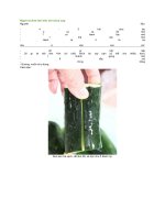 Ngon lạ dưa leo kim chi chua cay 