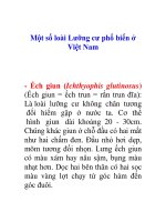 Tài liệu Một số loài Lưỡng cư phổ biến ở Việt Nam pptx