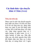 Tài liệu Các hình thức vận chuyển khác ở Chim (Aves) pdf
