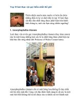 Gián án 10 loài thực vật hiếm nhất thế giới