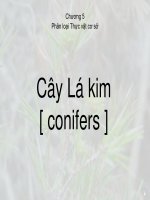 Tài liệu Chương 5 Phân loại Thực vật cơ sở Cây Lá kim ppt