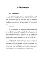 Tài liệu Trồng rau ngót pptx