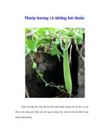 Tài liệu Mướp hương và những bài thuốc pptx