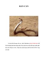 Tài liệu RẮN CẮN ppt