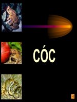 Tài liệu Động vật làm thuốc_Phần 16 docx