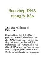 Tài liệu Sao chép DNA trong tế bào ppt