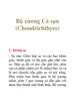 Tài liệu Bộ xương Cá sụn (Chondrichthyes) ppt