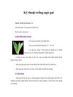 Tài liệu Kỹ thuật trồng ngò gai pdf
