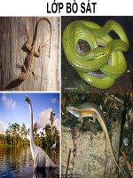 Tài liệu Thằn lằn bóng đuôi dài