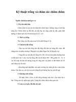 Tài liệu Kỹ thuật trồng và chăm sóc chôm chôm ppt