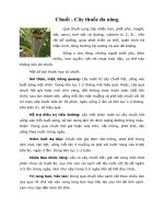 Tài liệu Chuối - Cây thuốc đa năng docx