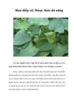 Tài liệu Rau diếp cá: Dược thảo đa năng doc