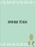 Tài liệu Sinh học tế bào - Tế bào chất và mạng lưới nội chất docx