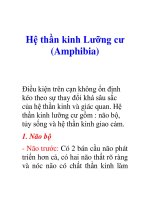 Tài liệu Hệ thần kinh Lưỡng cư (Amphibia) pdf
