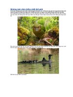 Tài liệu Những loài chim hiếm