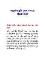 Tài liệu Nguồn gốc của Bò sát (Reptilia) pptx