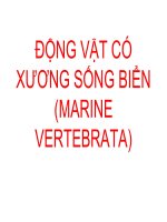 Tài liệu Động vật có xương sống biển docx