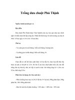 Tài liệu Trồng dưa chuột Phú Thịnh ppt