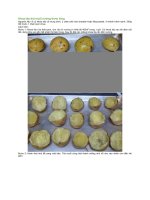 Khoai tây thịt muối nướng thơm lừng 