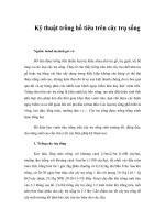 Tài liệu Kỹ thuật trồng hồ tiêu trên cây trụ sống ppt