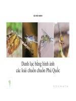 Tài liệu CÁC LOẠI CHUỒN CHUỒN PHÚ QUỐC ppt