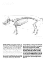 Tài liệu Figure Drawing - Domestic Phinoceros - Indian Elephant pdf