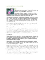 Tài liệu Quy trình trồng và chăm sóc hoa cẩm chướng ppt