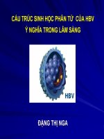 Tài liệu Cấu trúc sinh học phân tử của HBV - Ý nghĩa lâm sàng docx