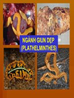 Tài liệu giun dep