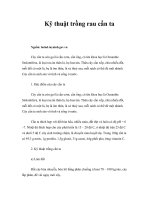 Tài liệu Kỹ thuật trồng rau cần ta docx