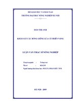 Khảo sát các dòng lúa có triển vọng 