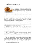 Tài liệu Nguồn dinh dưỡng từ bí đỏ pdf