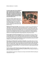 Tài liệu Bài học lãnh đạo từ... loài kiến ppt