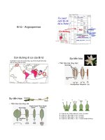 Tài liệu Bí tử - Angiospermae doc