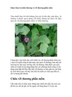 Tài liệu Dược thảo trị chấn thương và vết thương phần mềm docx