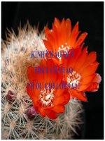 Bài soạn TỔNG KẾT TỪ VỰNG TIẾT 43